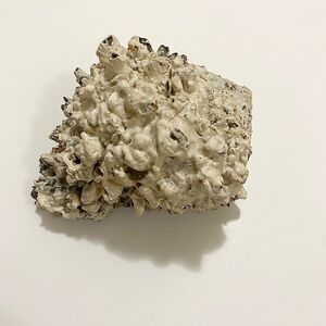 Natural Murex Seashell – Spiny Spiral Shell for Decor or Collector Display